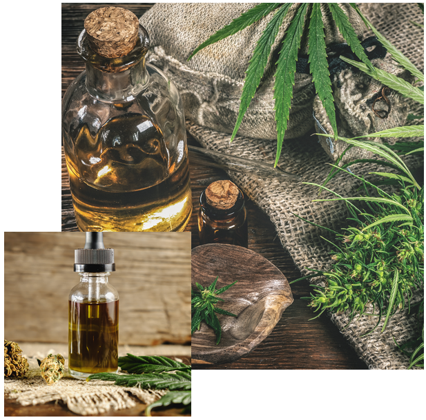 Les vertus therapeutiques du cannabidiol CBD